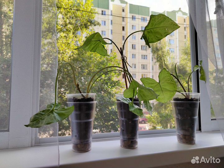 Комнатные цветы