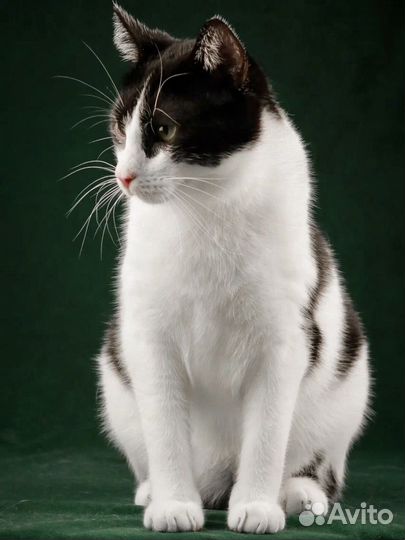Котик из приюта