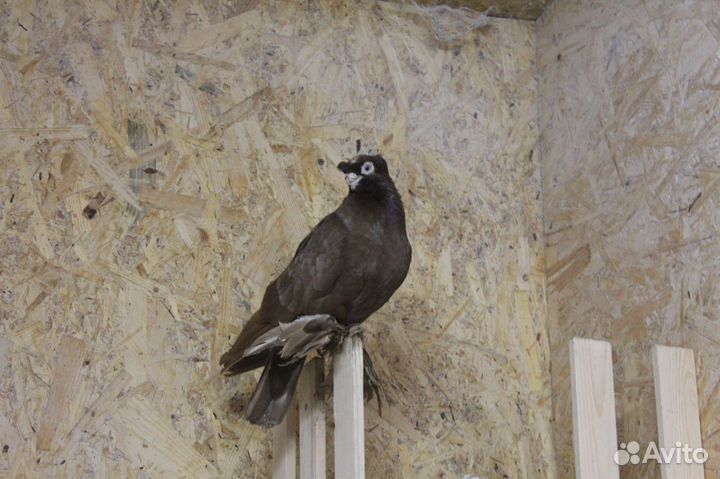 Голуби бойные