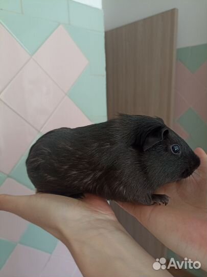 Отдам в добрые руки морскую свинку