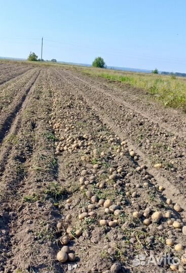 Картофель новый урожай