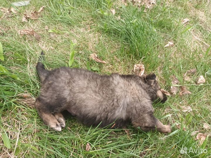 Щенки бесплатно