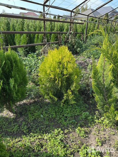 Туя голден смарагд