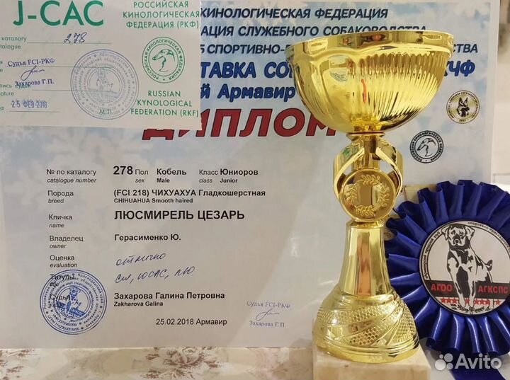 Вязка собак чихуахуа