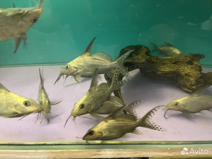 Аквариумные рыбки (большой ассортимент)