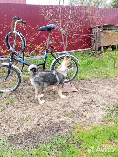 Щенки лайки западно сибирской