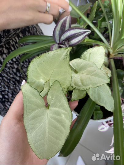 Комнатные растения