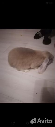 Кролики породы французский баран