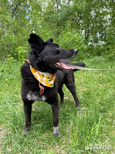 Позитивный пес Грант ищет дом