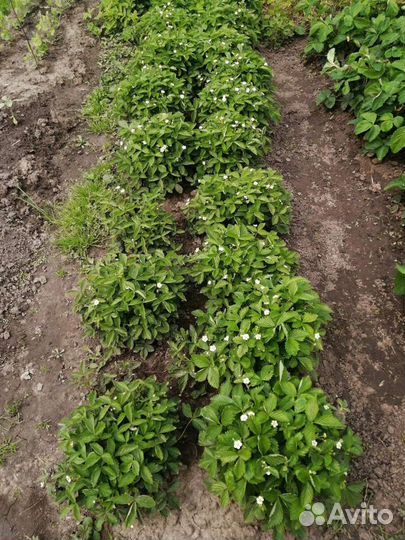 Ремонтантная земляника