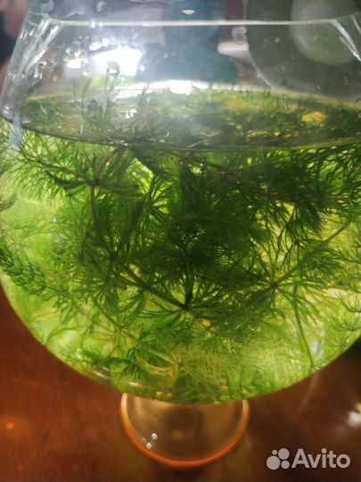 Аквариумное растение роголистник или циратофилум