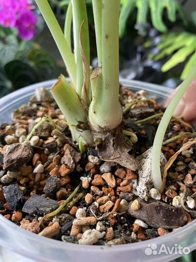 Алоказия сильвер дракон