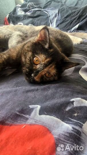 Кошка, просто кошка