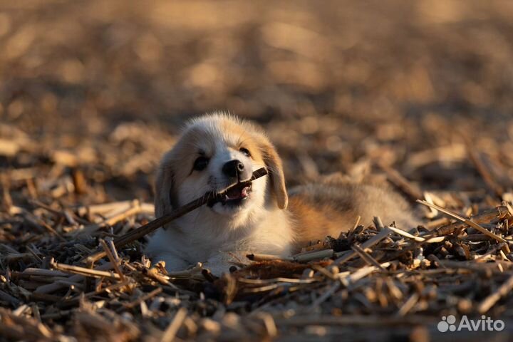 Вельш-корги пемброк