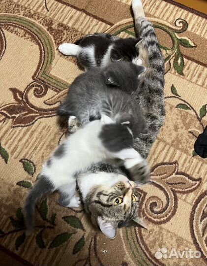 Кошки бесплатно