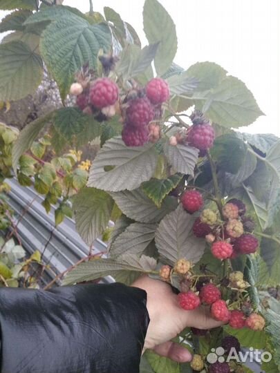 Саженцы Ремонтантной и обычной малины
