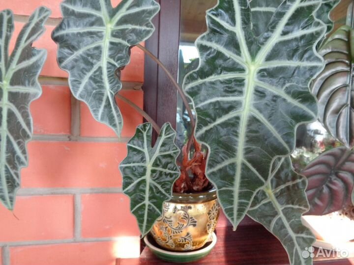 Алоказия Анторо Вельвет и другие