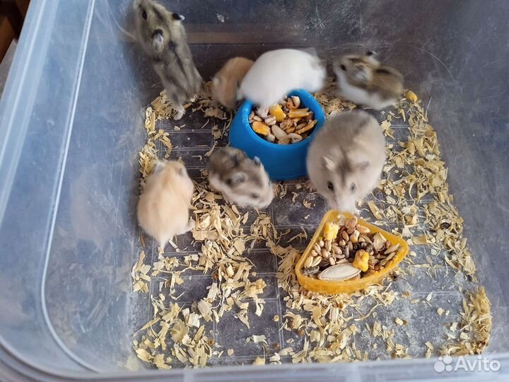 Джунгарики