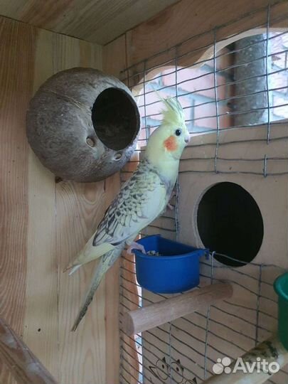 Попугай корелла птенец