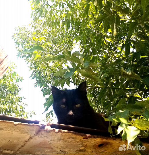 Кошечке нужен дом