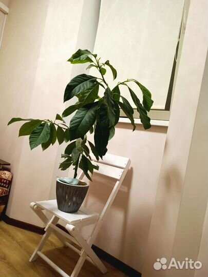 Авокадо дерево большое с кашпо