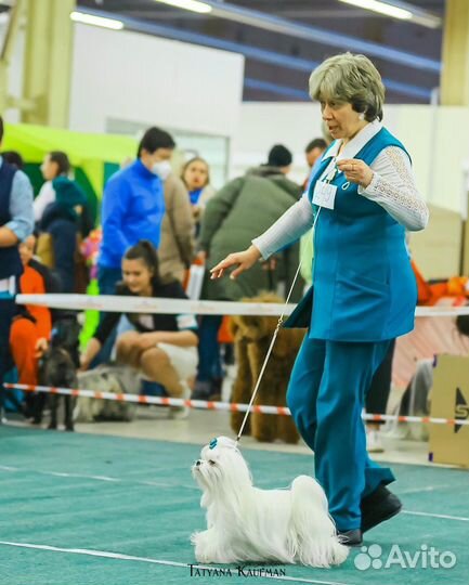 Мальтезе- кобель Чемпион для вязок