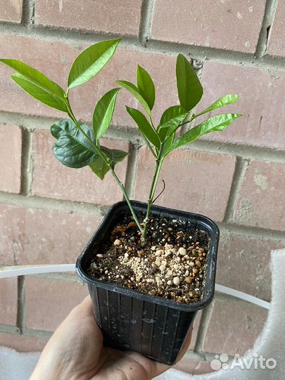 Лимон Мейера