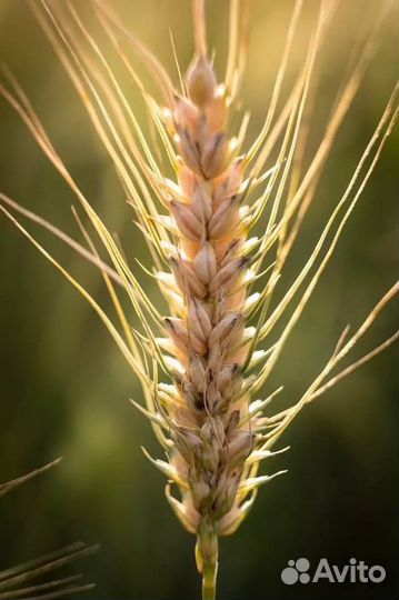 Пшеница 3 класс