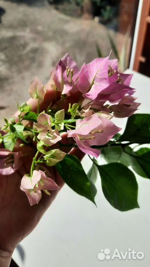 Бугенвиллия