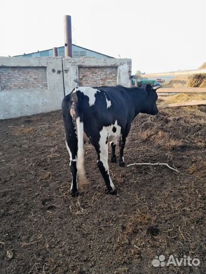 Нетель, корова