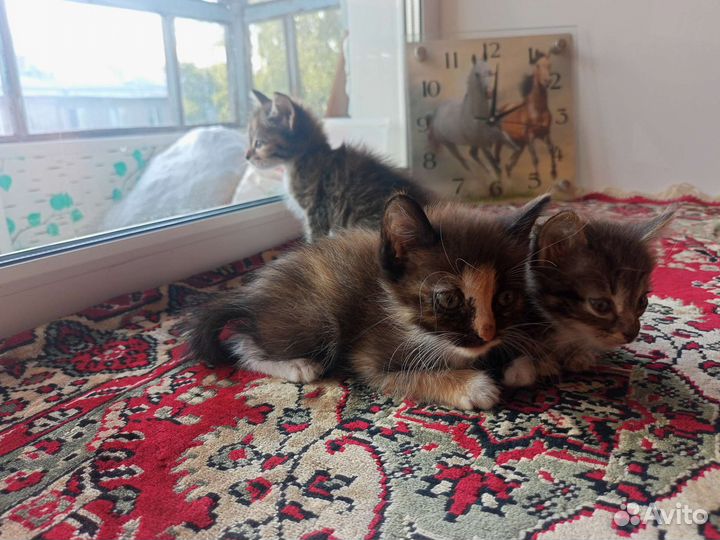Котята в добрые руки