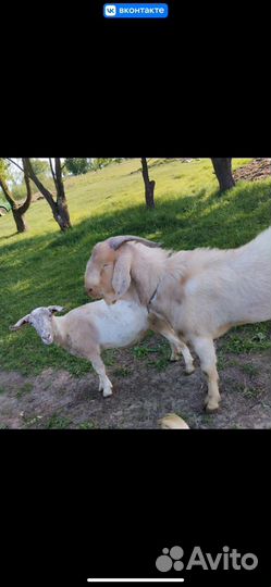 Нубийский козел