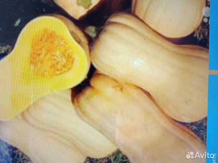 Тыква сладкая