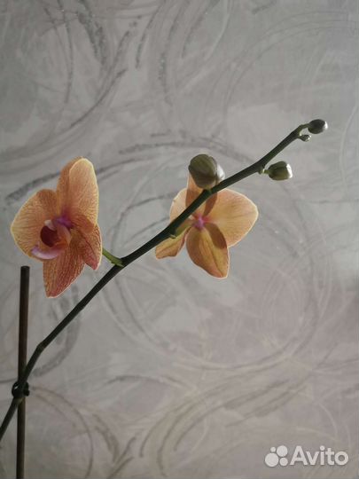 Орхидея фаленопсис