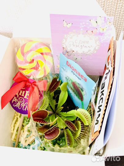 Подарочный набор с хищными растениями