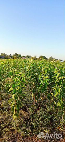 Саженцы черешни и вишни