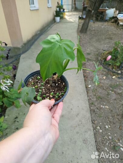 Филодендрон эванса