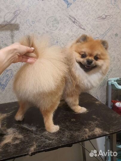 Груминг. Стрижка собак и кошек