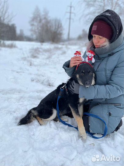 Собака в добрые руки