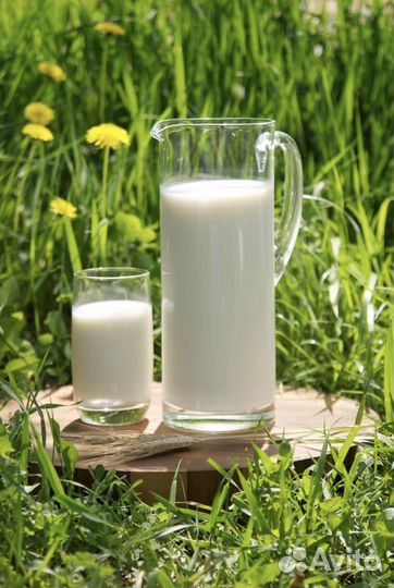 Продам молоко домашнее оптом