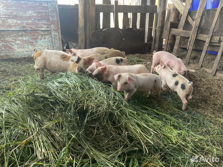 Поросенок: мать дюрок, отец пьетрен