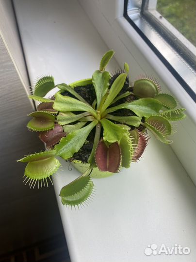 Венерина мухоловка (хищные растения)