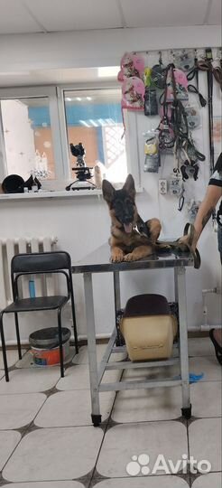 Собака немецкая овчарка