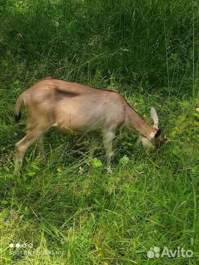 Козочки и козлы
