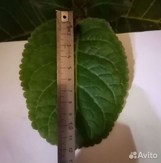Глоксиния лист