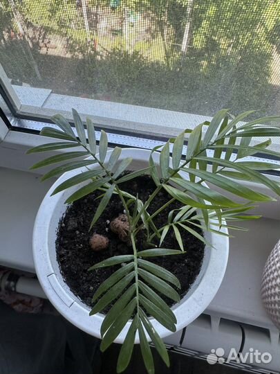 Хамедорея бамбуковая пальма