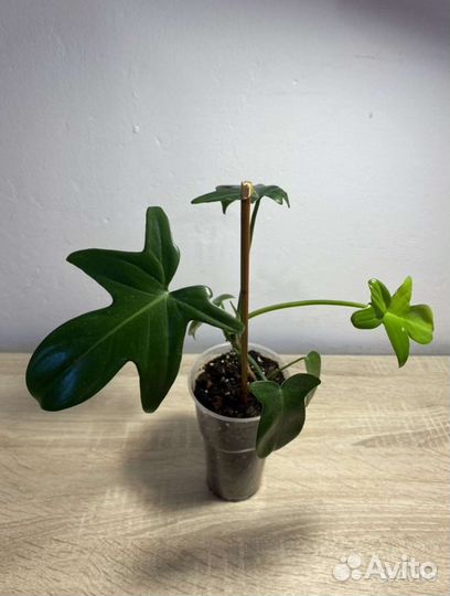 Драцена маргината, филодендрон