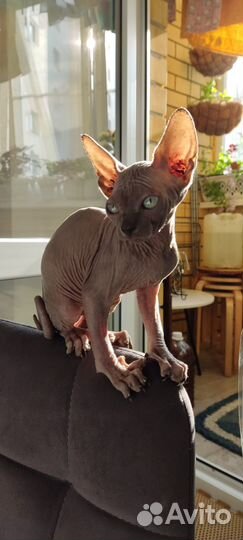 Котята сфинкс