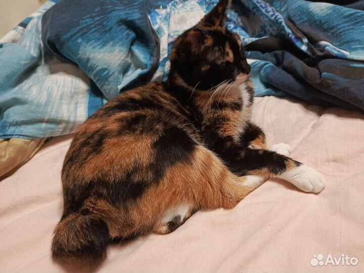 Кошка курильский бобтейл