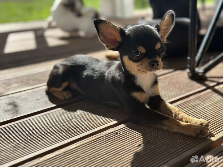 Миниатюрная принцесса